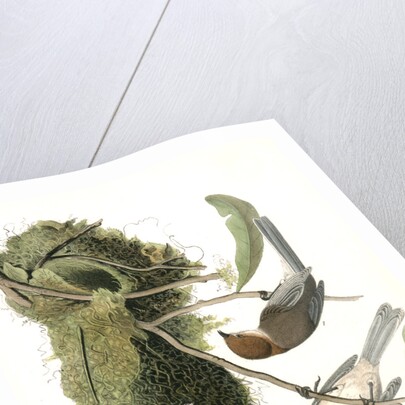 Chesnut-crowned Titmouse by John James Audubon