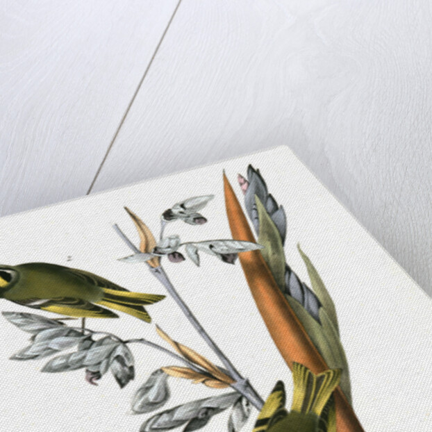 American Golden-crested Kinglet by John James Audubon