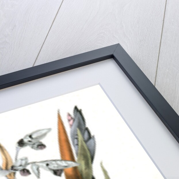 American Golden-crested Kinglet by John James Audubon