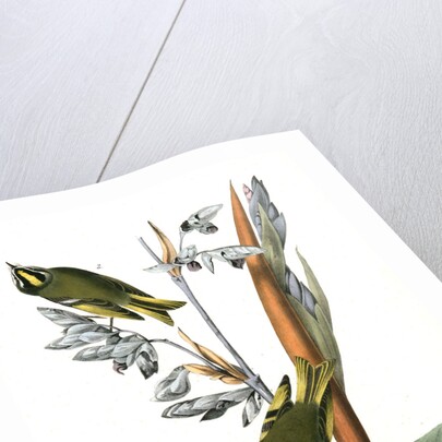 American Golden-crested Kinglet by John James Audubon