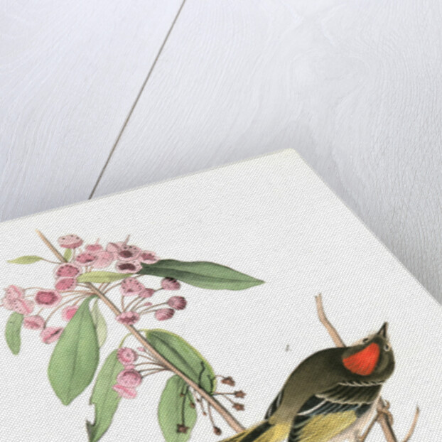 Ruby-crowned Kinglet by John James Audubon