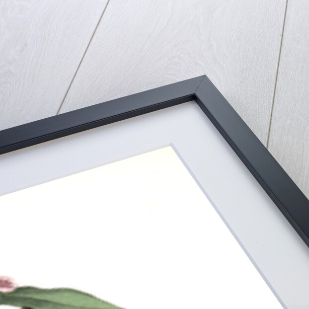 Ruby-crowned Kinglet by John James Audubon