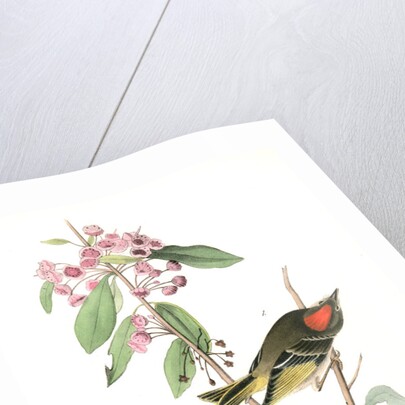 Ruby-crowned Kinglet by John James Audubon