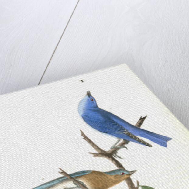 Arctic Blue Bird by John James Audubon