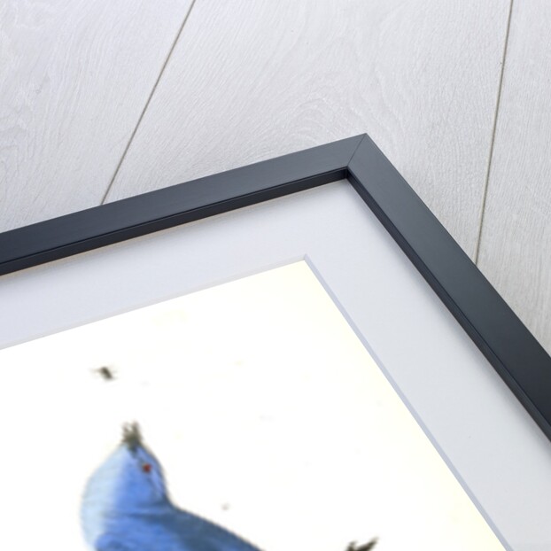 Arctic Blue Bird by John James Audubon