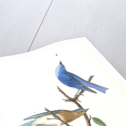 Arctic Blue Bird by John James Audubon