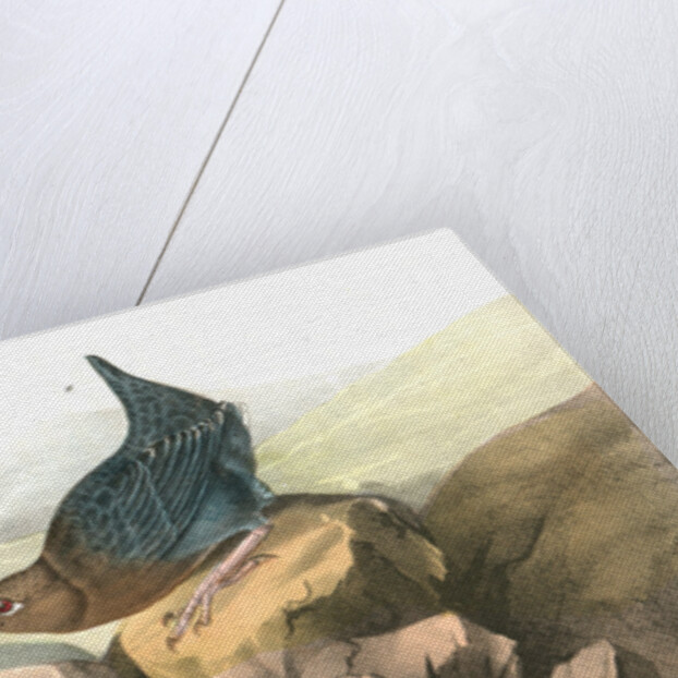 American Dipper by John James Audubon