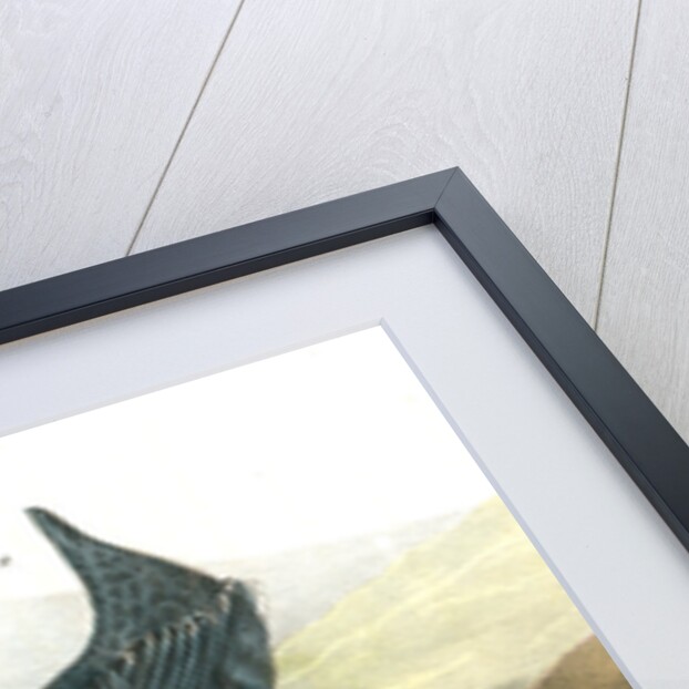 American Dipper by John James Audubon