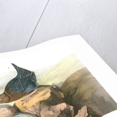 American Dipper by John James Audubon