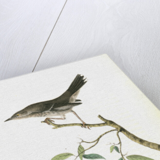 Mountain Mocking Bird. Male by John James Audubon