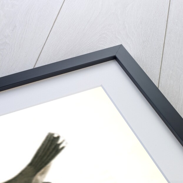 Mountain Mocking Bird. Male by John James Audubon