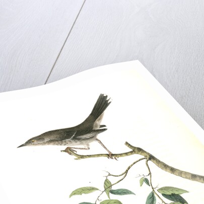 Mountain Mocking Bird. Male by John James Audubon