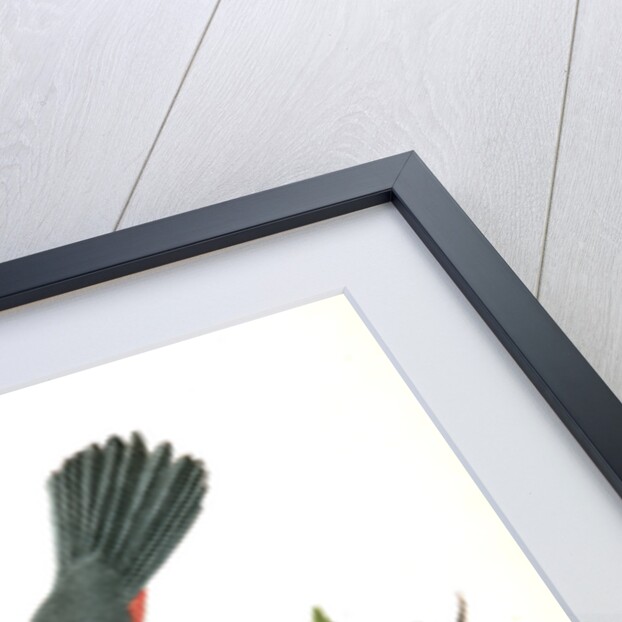 Cat-Bird by John James Audubon