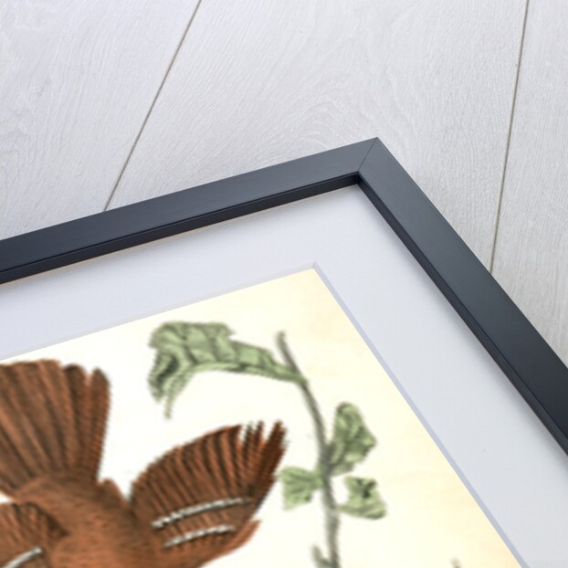 Ferruginous Mocking-Bird by John James Audubon