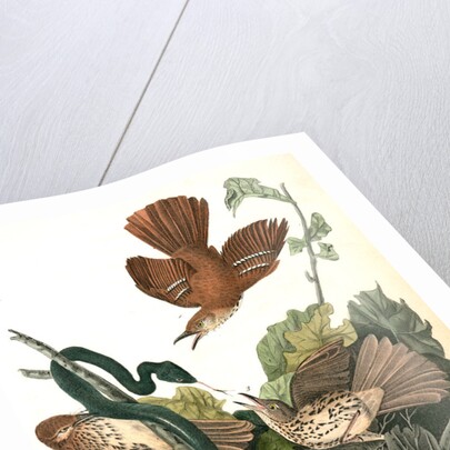 Ferruginous Mocking-Bird by John James Audubon