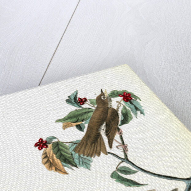 Wood Thrush by John James Audubon