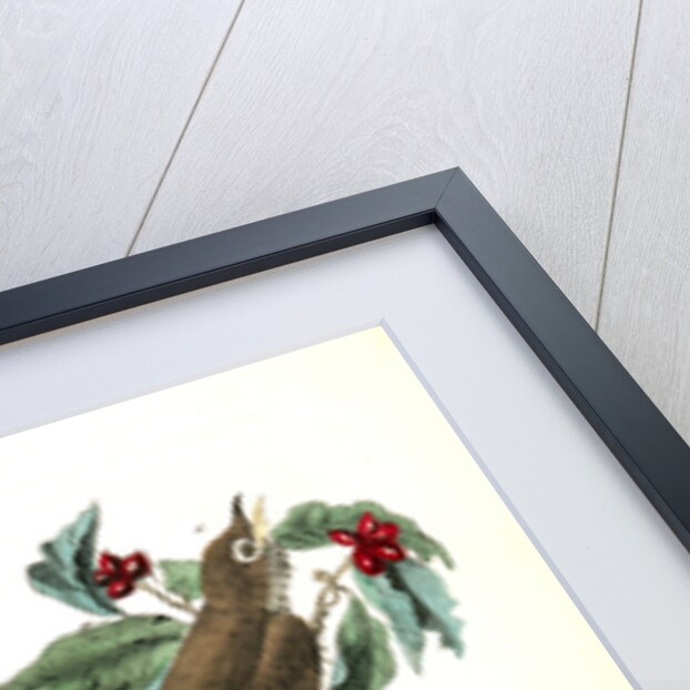 Wood Thrush by John James Audubon