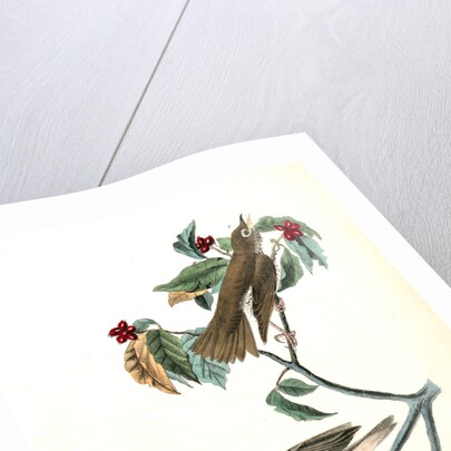 Wood Thrush by John James Audubon