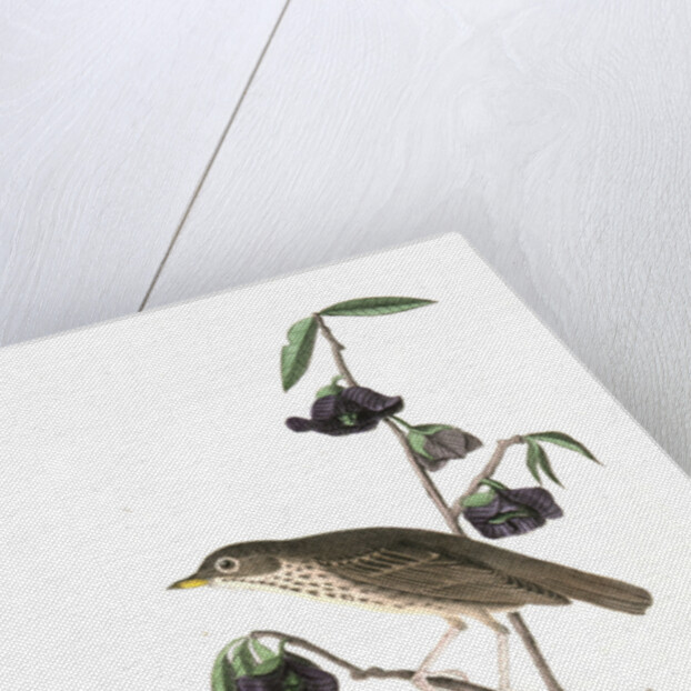 Dwarf Thrush . Male. (Plant: Porcelia Triloba) by John James Audubon