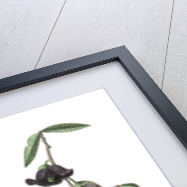 Dwarf Thrush . Male. (Plant: Porcelia Triloba) by John James Audubon