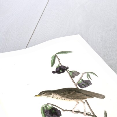 Dwarf Thrush . Male. (Plant: Porcelia Triloba) by John James Audubon