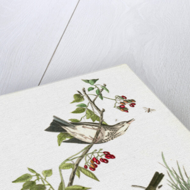 Golden-Crowned Wagtail (Thrush) by John James Audubon