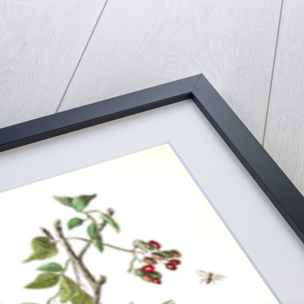 Golden-Crowned Wagtail (Thrush) by John James Audubon