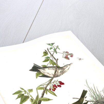 Golden-Crowned Wagtail (Thrush) by John James Audubon