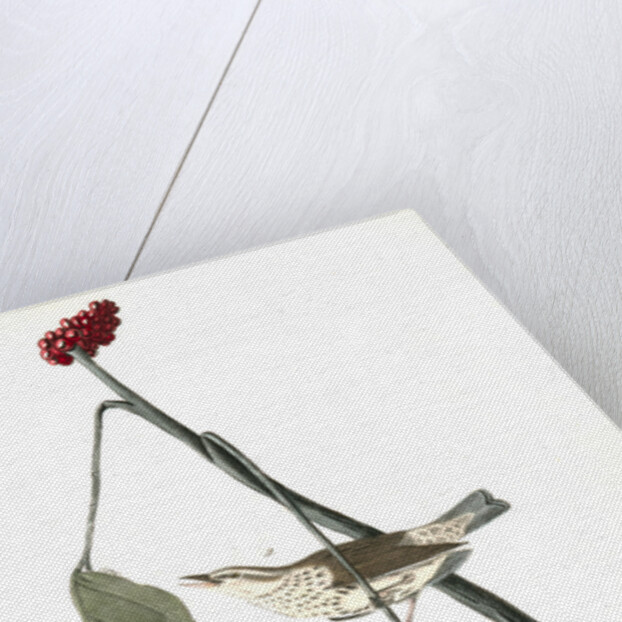 Aquatic Wood-Wagtail by John James Audubon