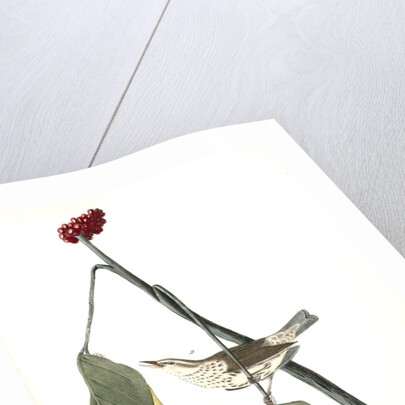 Aquatic Wood-Wagtail by John James Audubon