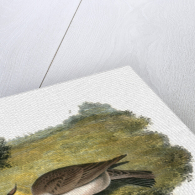 Shore Lark by John James Audubon