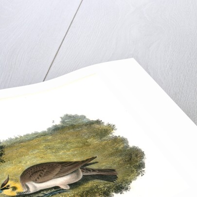 Shore Lark by John James Audubon