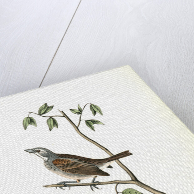 Townsend's Bunting. Male by John James Audubon