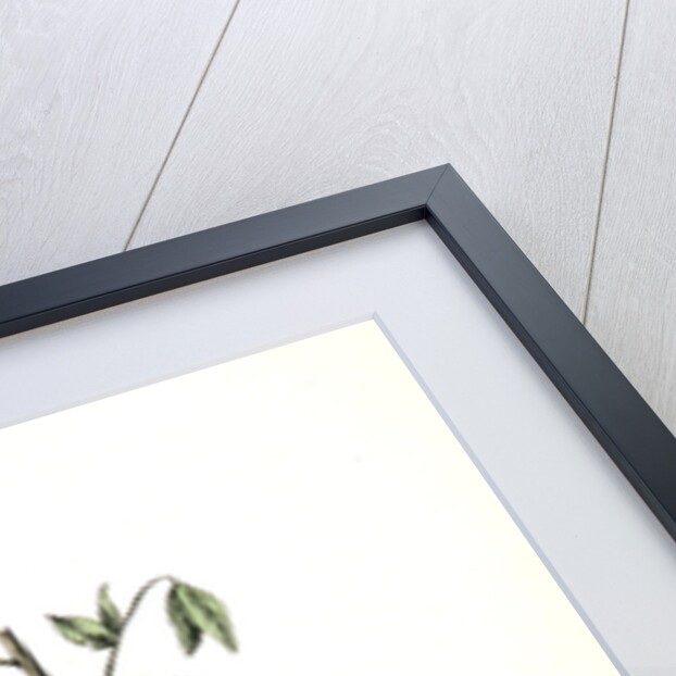 Townsend's Bunting. Male by John James Audubon