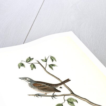 Townsend's Bunting. Male by John James Audubon