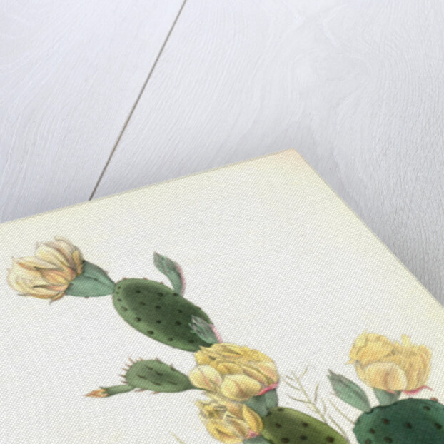 Bay-winged Bunting. Male. (Prickly Pear. Cactus Opuntia.) by John James Audubon