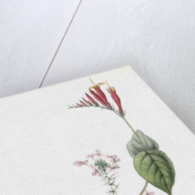 Henslow's Bunting. Male. (Indian Pink-root or Worm-grass. Spigelia Marilandica. Phlox aristata.) by John James Audubon