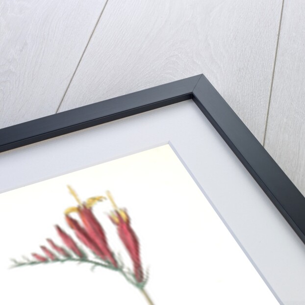 Henslow's Bunting. Male. (Indian Pink-root or Worm-grass. Spigelia Marilandica. Phlox aristata.) by John James Audubon