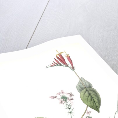 Henslow's Bunting. Male. (Indian Pink-root or Worm-grass. Spigelia Marilandica. Phlox aristata.) by John James Audubon