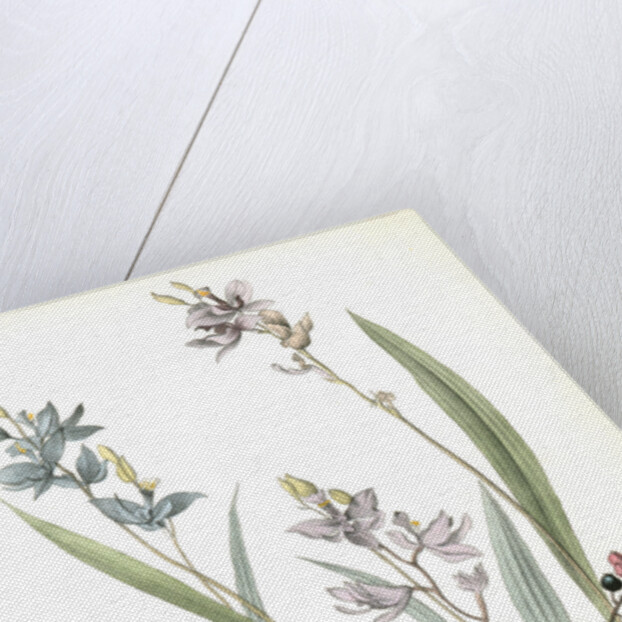 Field Bunting. Male. (Calopogon pulchellus. Brown. Dwarf Huckle-berry. Vaccinium tenellum.) by John James Audubon