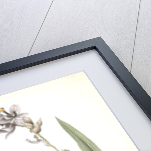 Field Bunting. Male. (Calopogon pulchellus. Brown. Dwarf Huckle-berry. Vaccinium tenellum.) by John James Audubon