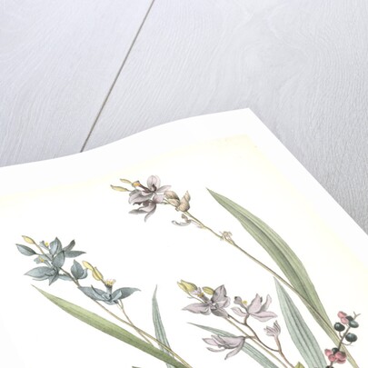 Field Bunting. Male. (Calopogon pulchellus. Brown. Dwarf Huckle-berry. Vaccinium tenellum.) by John James Audubon