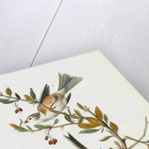 Canada Bunting (Tree Sparrow) by John James Audubon