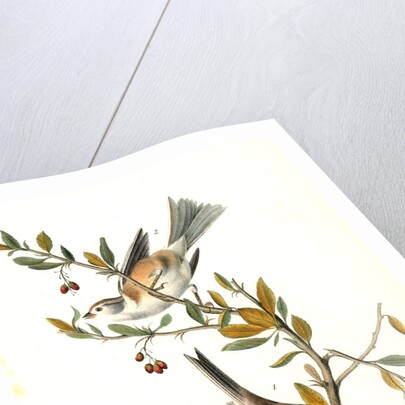 Canada Bunting (Tree Sparrow) by John James Audubon