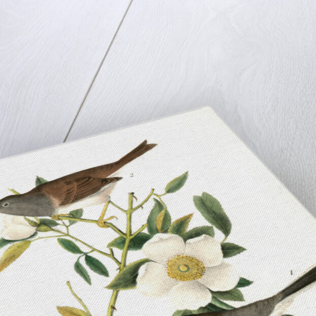 Oregon Snow-Bird by John James Audubon