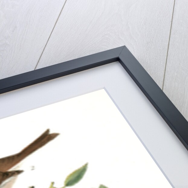 Oregon Snow-Bird by John James Audubon