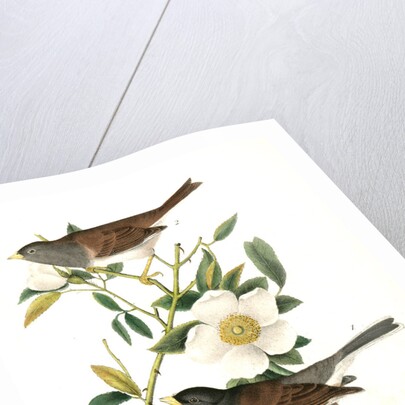 Oregon Snow-Bird by John James Audubon