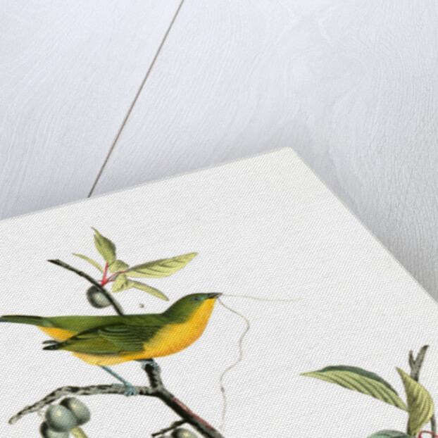 Painted Bunting. 1.2. 3. Males in different states of plumage. 4. Female. (Chicasaw Wild Plum) by John James Audubon