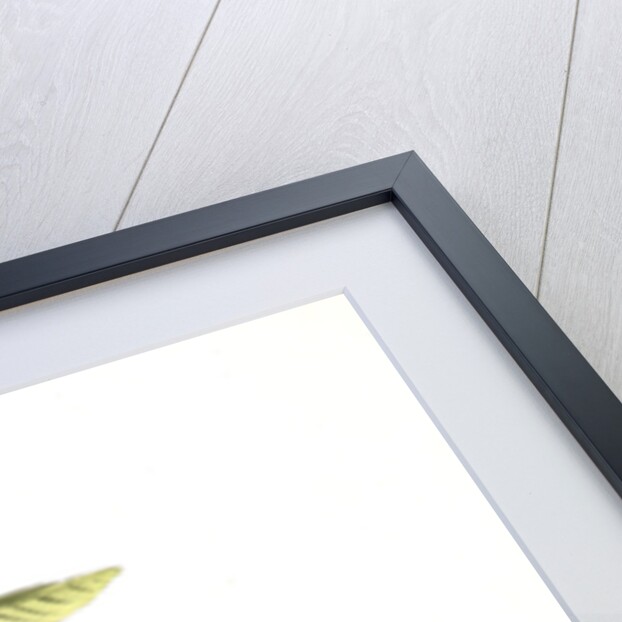 Painted Bunting. 1.2. 3. Males in different states of plumage. 4. Female. (Chicasaw Wild Plum) by John James Audubon