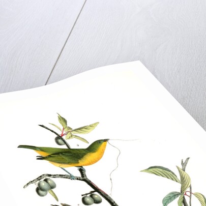 Painted Bunting. 1.2. 3. Males in different states of plumage. 4. Female. (Chicasaw Wild Plum) by John James Audubon